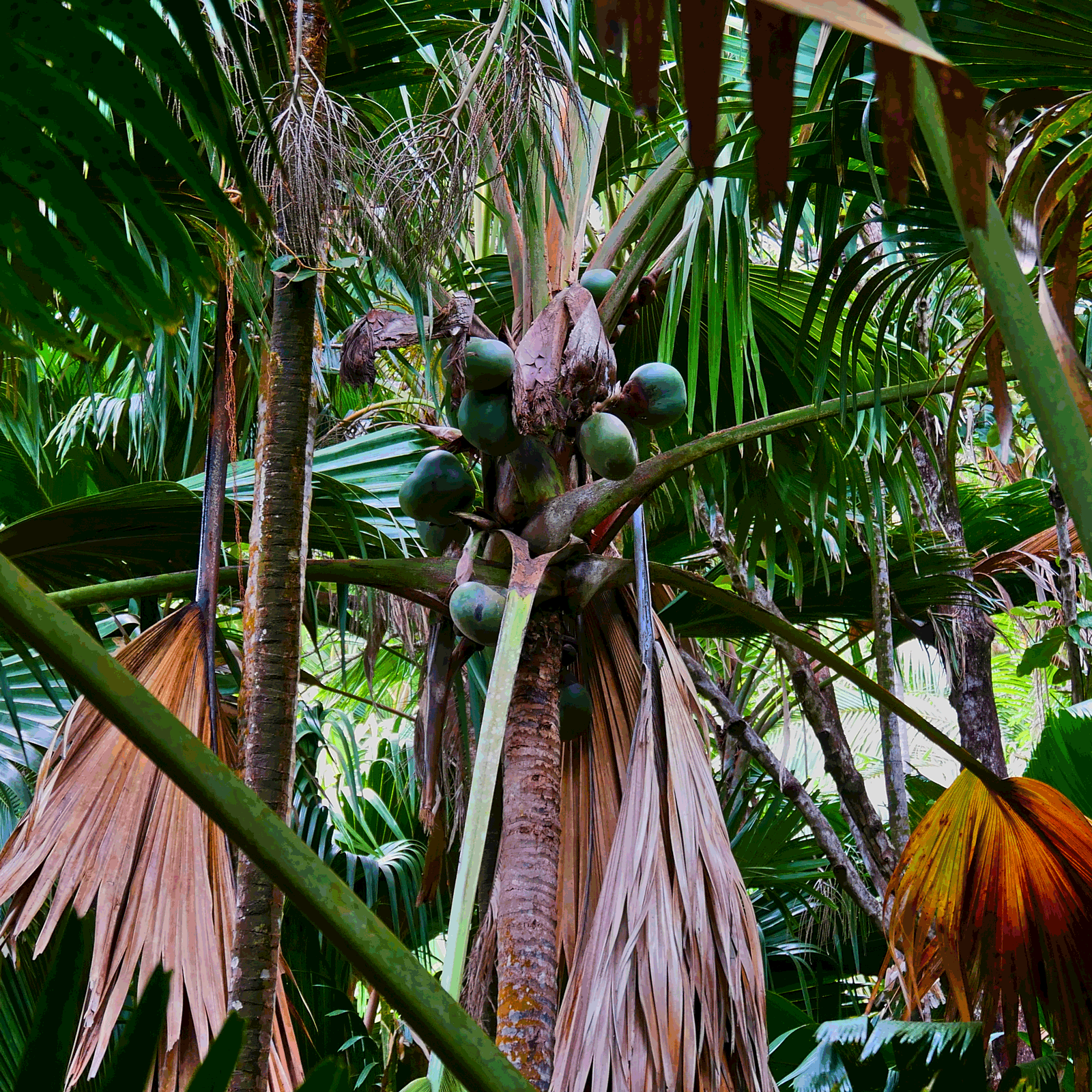 The coco de mer palm is endangered and can’t thrive just anywhere—its tropical locale, nearness to the sea, and atypical composition of granular soil make it uniquely endemic to the Seychelles. The survival of these sacred forests depends on economies of care and protection rather than illegal extraction. The Seychelles ability to nurture coco de mer palms is attributed to its commitment to conservancy and standing as a leader of the Blue Economy concept, which prioritizes sustainability, economic efficiency, social equity, resilience, innovation, transparency, accountability, and partnerships.<br />
