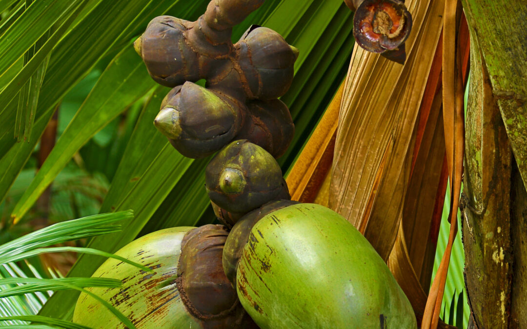 A Thoughtful Reflection On Endurance:  The Extraordinary Feminine Wisdom Of The Rare Coco De Mer Seed